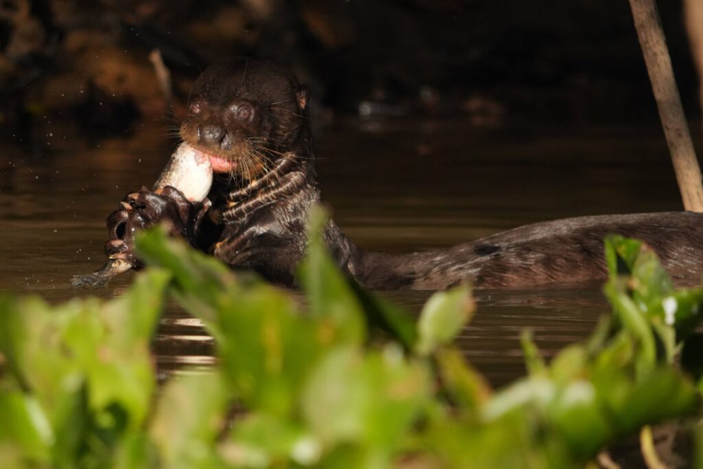 River otter eats a fish head