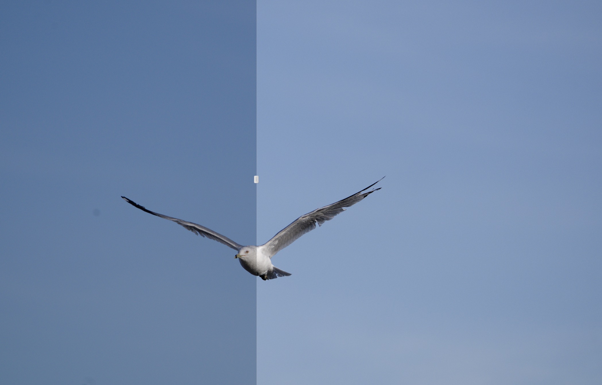A split comparision view from PhotoLab 9 showing a seagull before and after adjustments