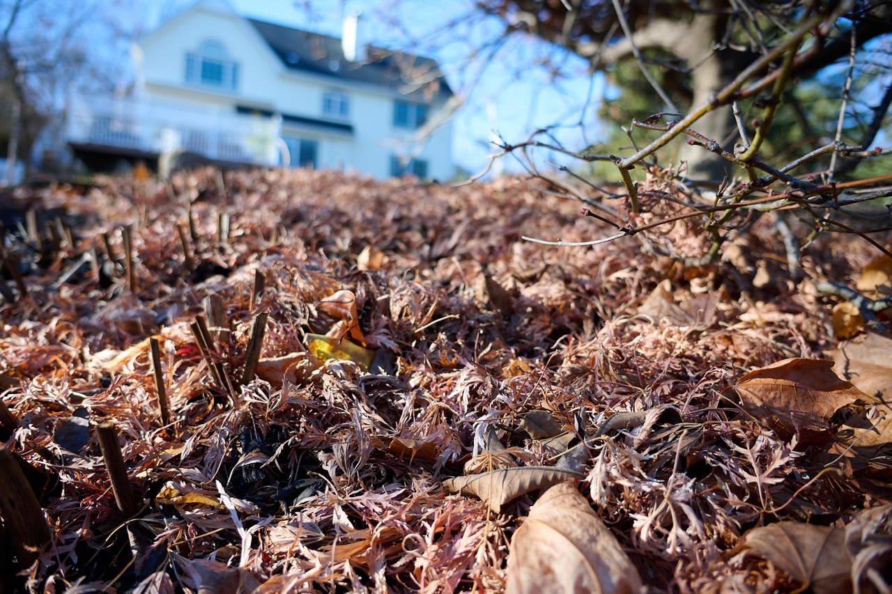 A pile of leaves showing the soft focus blur of the Nikon 16-50mm